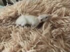 Крысенок альбинос объявление продам