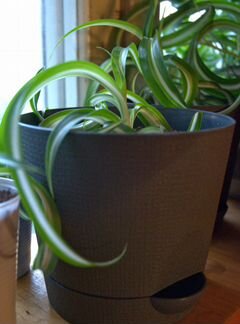 Хлорофитум кучерявый