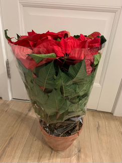 Цветок Пуансетия - Рождественнская звезда