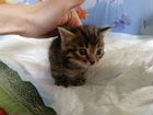 Кот мальчик породы Манчкин (коротколапые) объявление продам