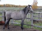 Продаются лошади, Тверская область, 60-70 тыс объявление продам