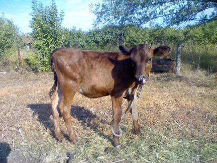 Корова телка, 5 месяцев