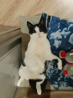 Кошка в добрые руки