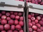 Яблоки из Киргизии объявление продам