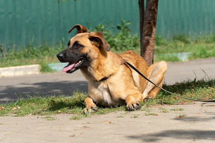 Штеффи в добрые руки