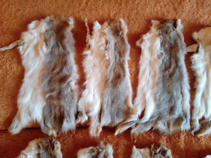 Шкурки белки 49 штук + 17 штук