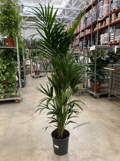 Пальма Ховея 170 см