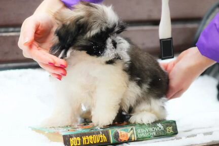 Мини триколорка