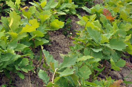 Дуб от 30 до 170 см