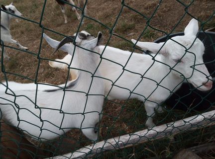 Зааненские козы дойные - фотография № 3