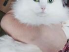 Ангорская кошка 1 год в добрые руки объявление продам