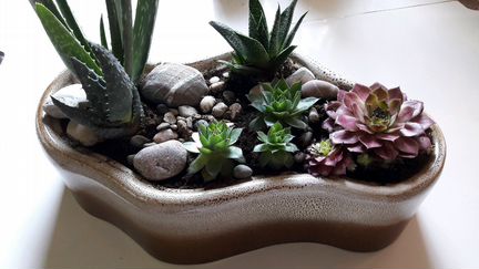 Композиция из суккулентов