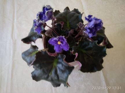 Узамбарская фиалка