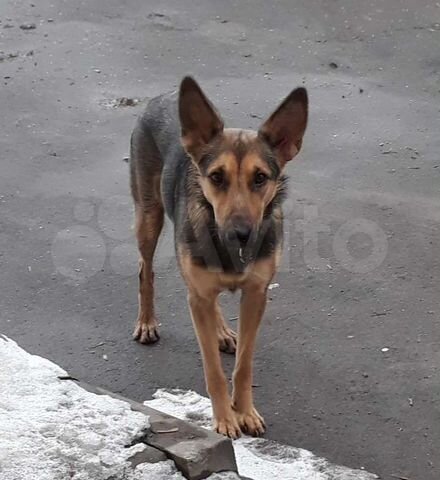 Овчарка Пальма 1год нужен свой дом