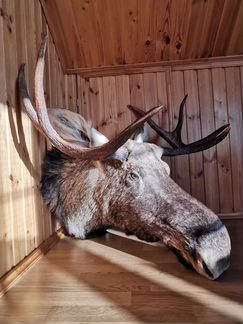 Лось. Чучело. Новый. Красавец