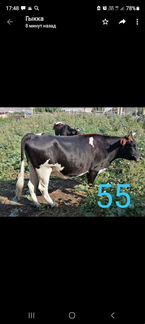 Коровы и телята: 8мес,6мес,4 мес - фотография № 1