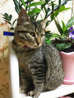 Котенок Тигруша